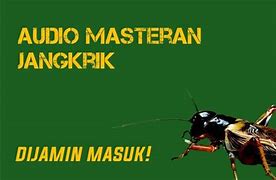 Suara Jangkrik Mp3 Ringtone